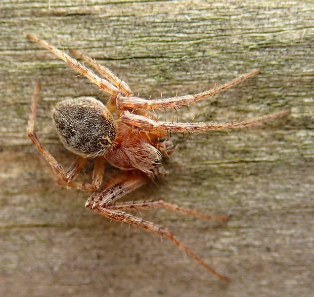 Larinioides sp. - Villorba (TV)